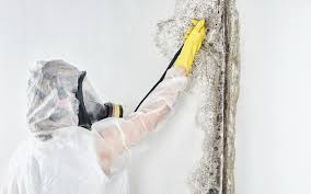 Professional Mold Prevention & Removal  in Monsey, NY